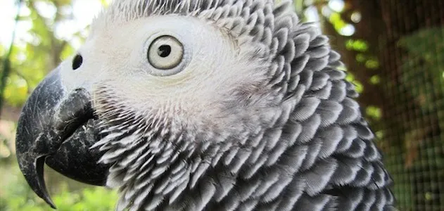 A new study reveals that the African grey parrot is capable of abstract reasoning.