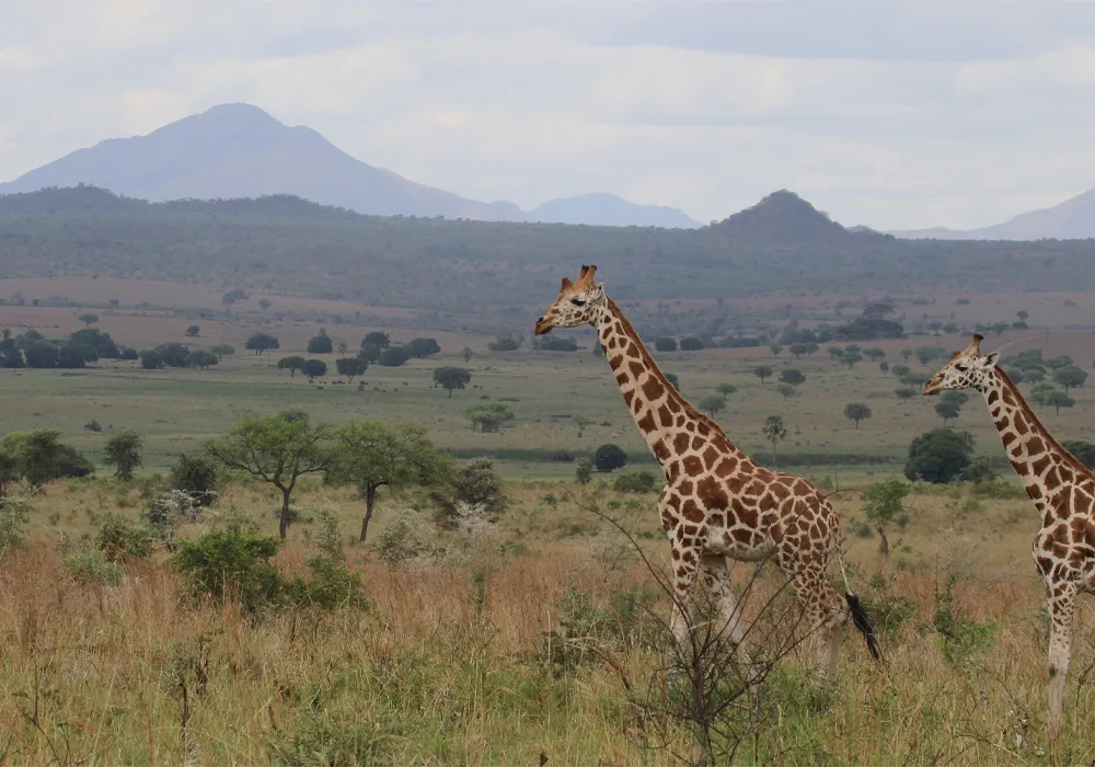 giraffe-nzcbi-michael-brown.png