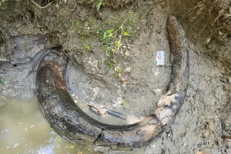 This specimen is the first complete tusk of its kind found in Mississippi.