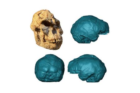 “Little Foot’s” skull and a 3-D rendering of the endocast. 
