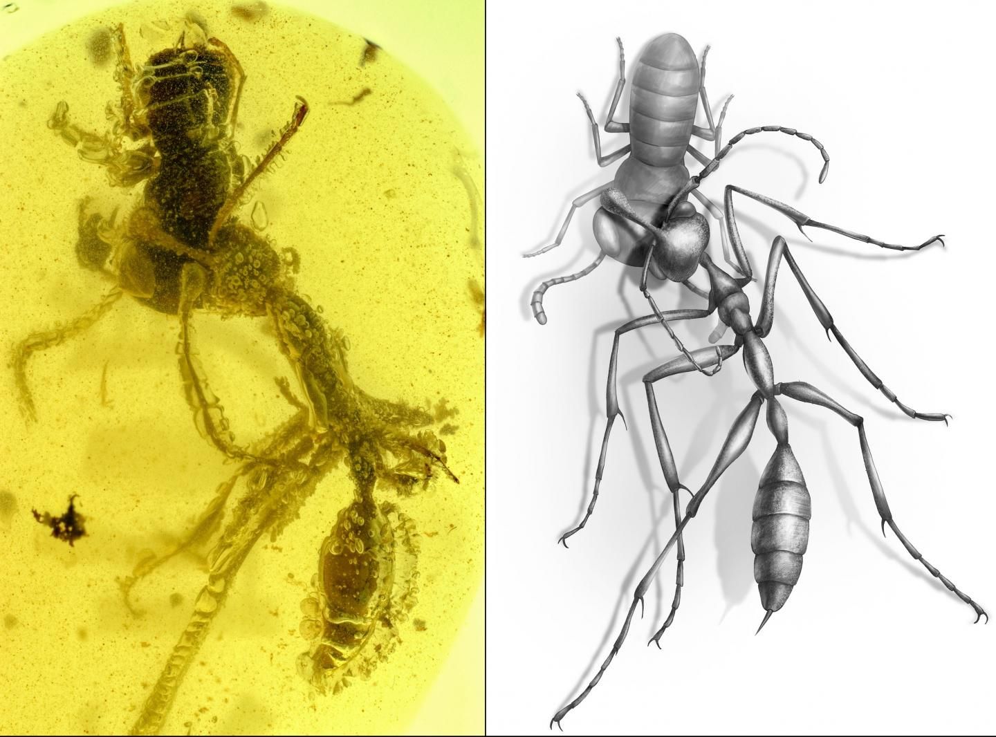 Amber Fossil Shows 'Hell Ant' Was Unlike Anything Alive Today | Smart News|  Smithsonian Magazine