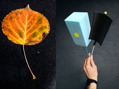 Aspen leaves are the inspiration for an energy harvester (above, right) more sensitive than a previous blunter design.