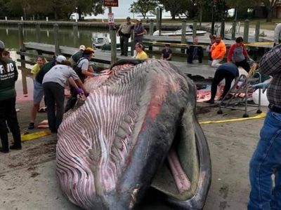 A 38-foot male whale washed up along Sandy Key in the Florida Everglades in January 2019. Researchers have now determined that the whale is a member of a previously unknown species they've dubbed Rice's whale. A necropsy revealed a 3-inch hunk of plastic lodged in its gut that may have contributed to its demise.