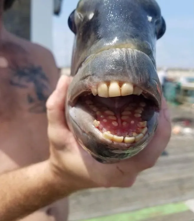 An image of a close up of a sheepshead fish. The fish has its mouth open and you can see it's human-like teeth.  