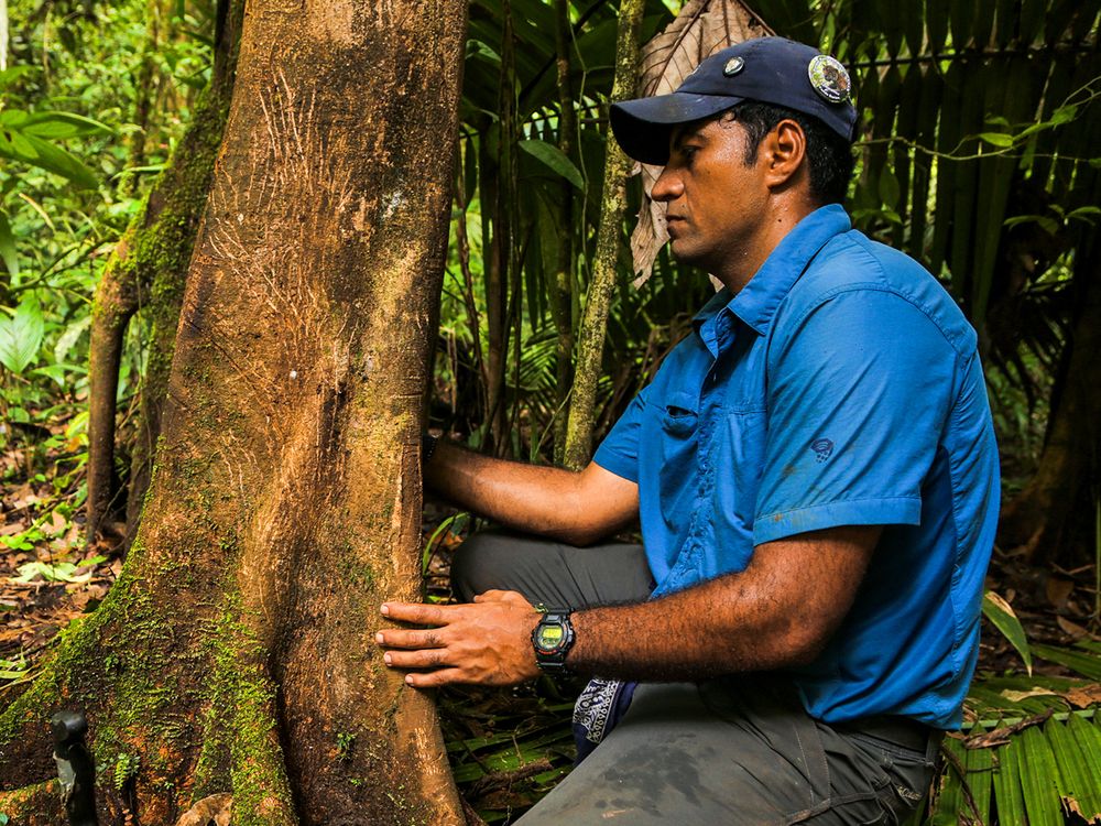 ¿Pueden los humanos y los jaguares vivir juntos?  Biólogo de vida silvestre utiliza tecnología y capacitación para reducir conflictos  Voces del Smithsonian