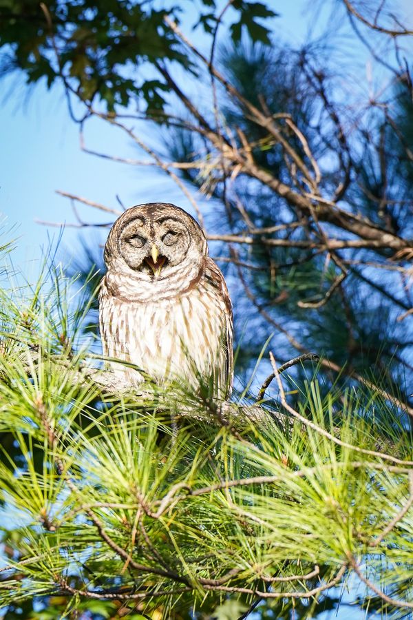 Napping Owl thumbnail