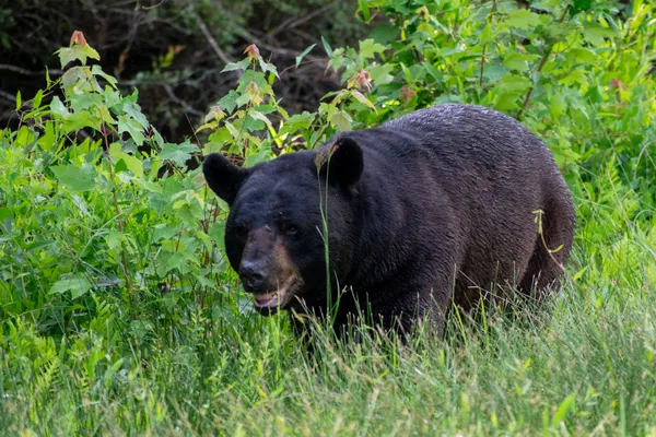 Freshly Bathed Bear thumbnail