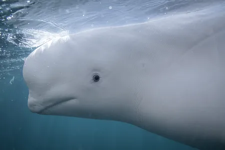The researchers studied four captive belugas housed at the New York Aquarium of the Wildlife Conservation Society.