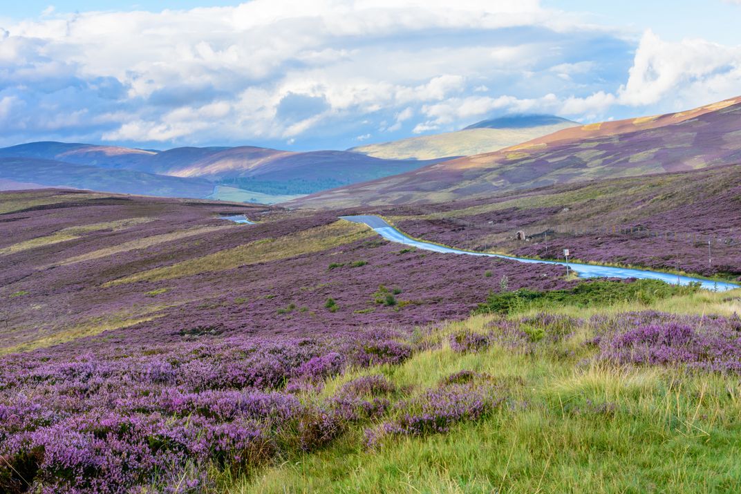 Heather amid the landscape of Cairngorms National Park