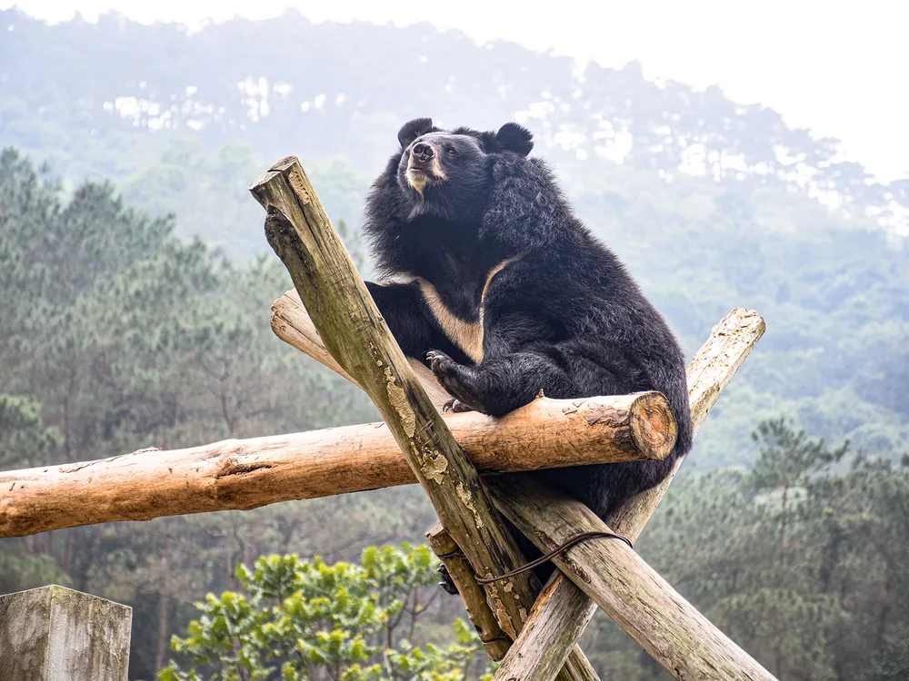 Bear Sitting on Logs