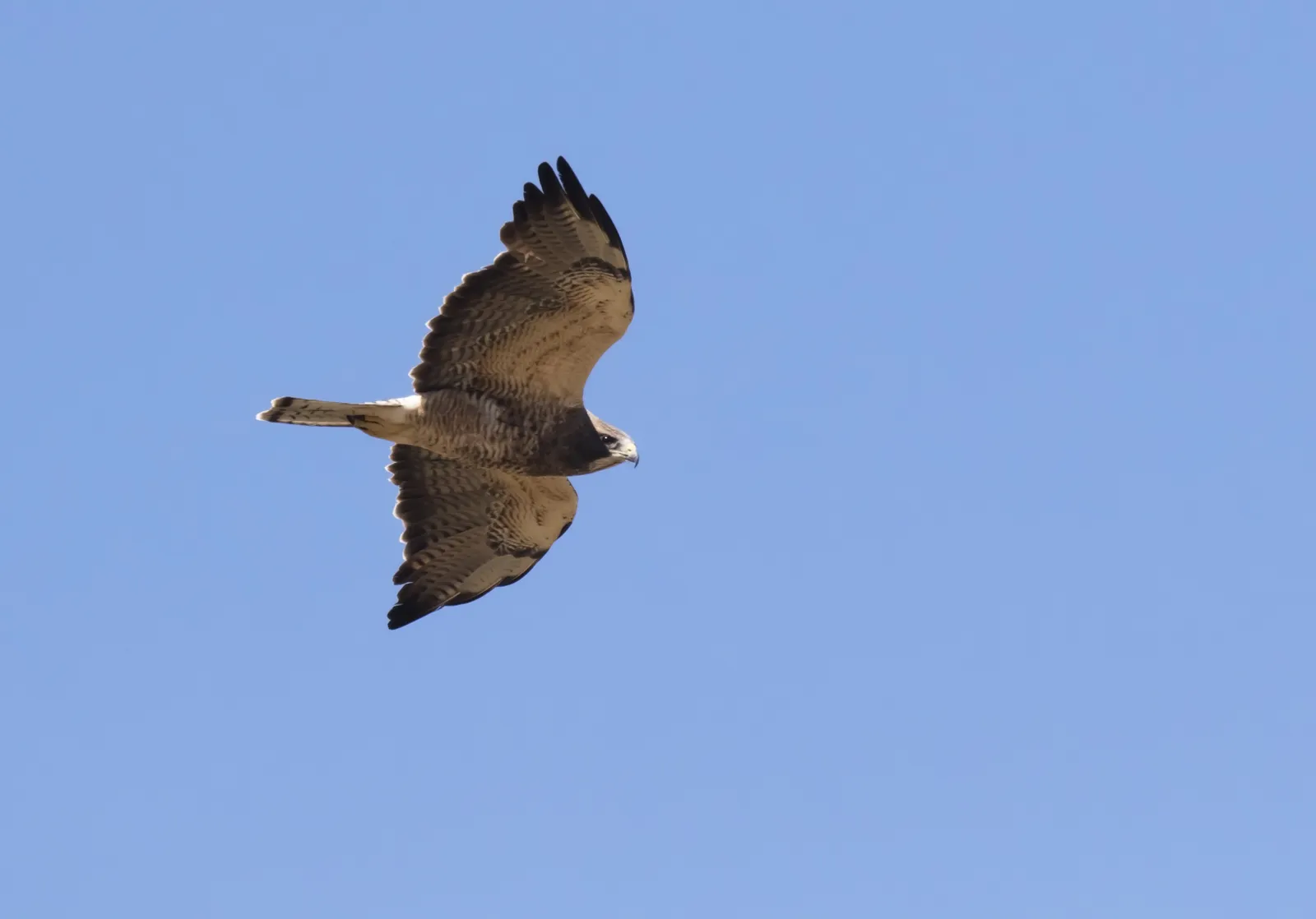 hawk bird flying