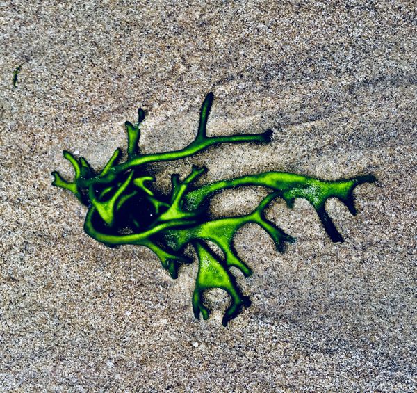 The Dance of Seaweed thumbnail