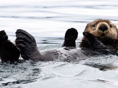 A sea otter floats in Kachemak Bay, Alaska.