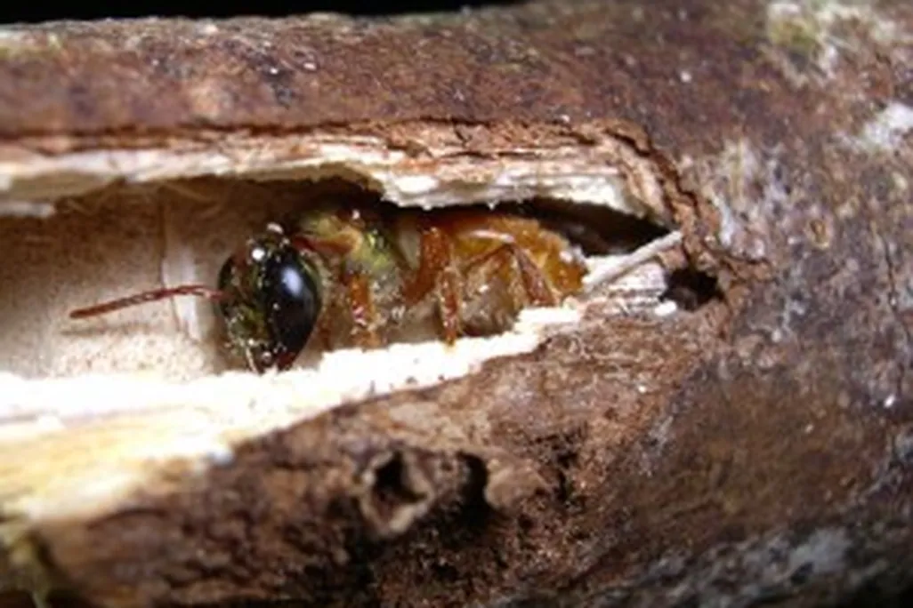 megalopta-genalis-in-stick-nest1-300x207.jpg