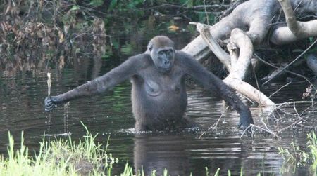 A gorilla in the Congo wading in a swamp