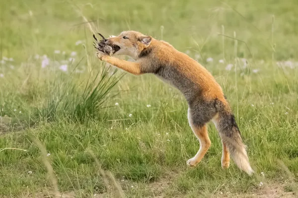 Prey in the mouth thumbnail