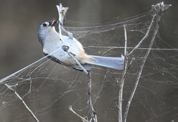 Caught in a web Feast thumbnail