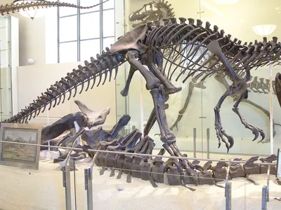 Skeletal mount of Allosaurus at the American Museum of Natural History, New York City