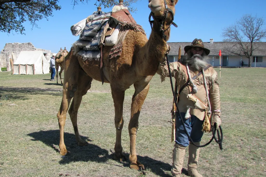 camel.jpg
