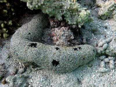 The black sea cucumber Holothuria atra is found in shallow waters along reefs and uses sand to coat itself for camouflage and protection from the sun.