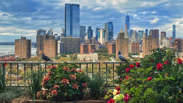 A Garden in the Manhattan Sky thumbnail