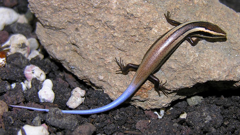 Anguilla Bank skink