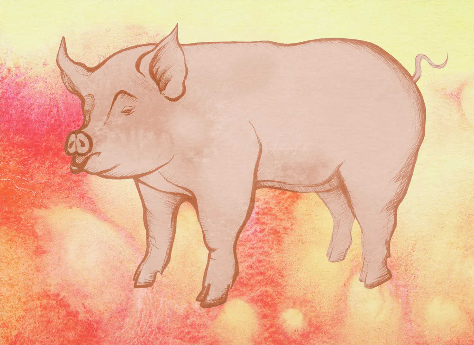 The Future of Transplanting Pig Organs in People