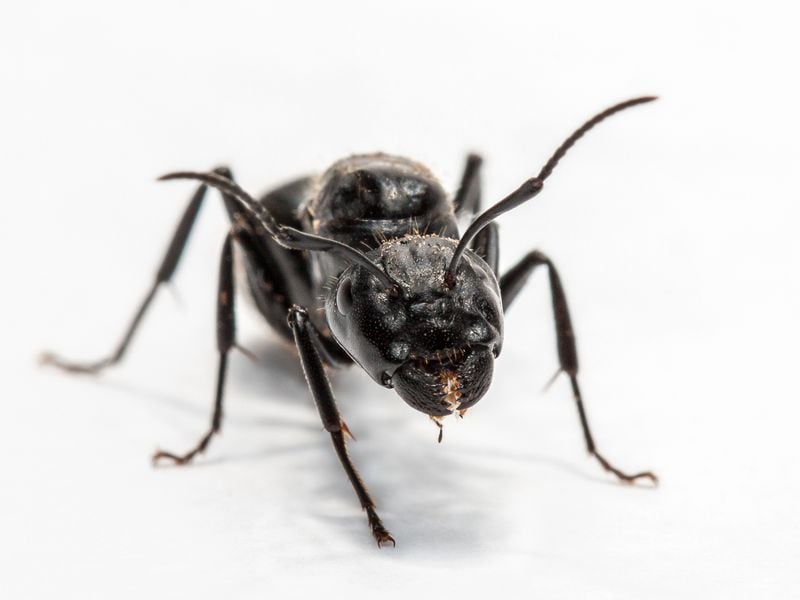 Ant queen (Camponotus aethiops) | Smithsonian Photo Contest ...