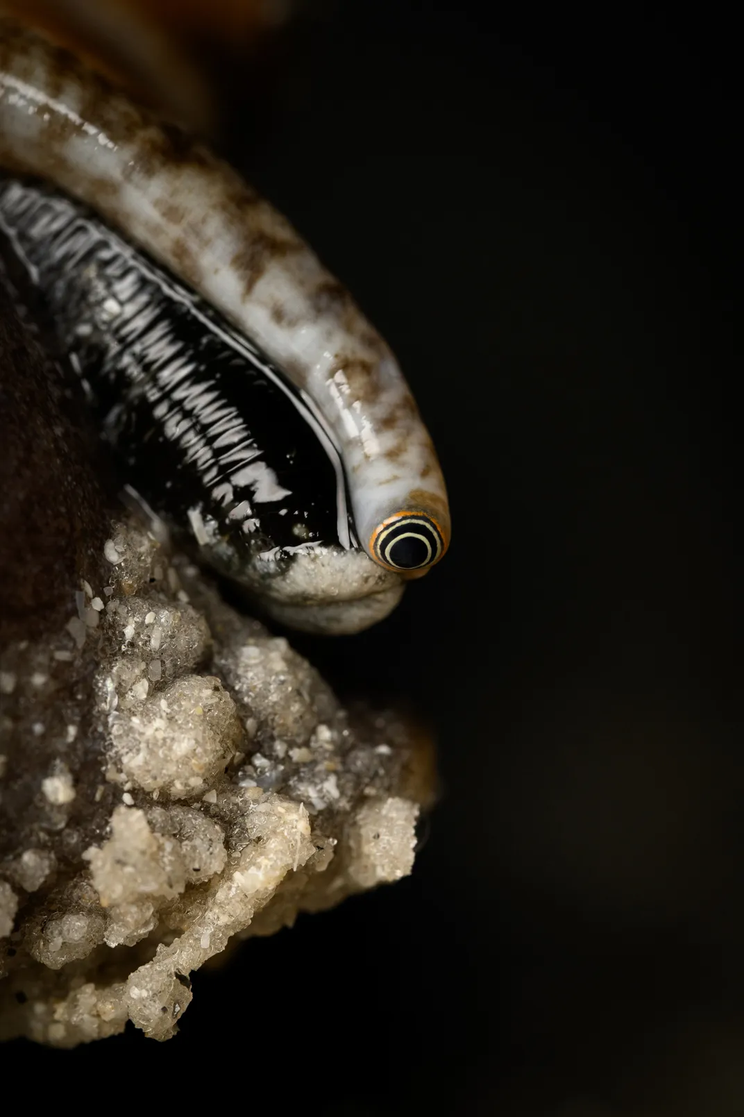 The eyes of a Florida fighting conch extend from its shell.