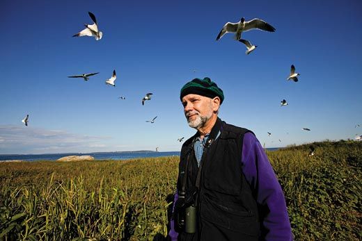 Adopt or Renew your Eastern Egg Rock Puffin