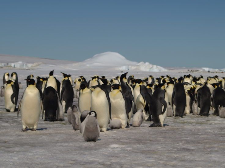 Group of adult emperor penguins and their chicks