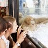 New York Bans Sale of Dogs, Cats and Rabbits in Pet Stores icon