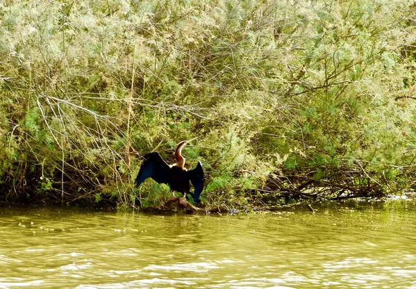 A Waterlogged Cormorant Dried its Wings Creating an Ethereal Aura in the Aquatic Greenery thumbnail