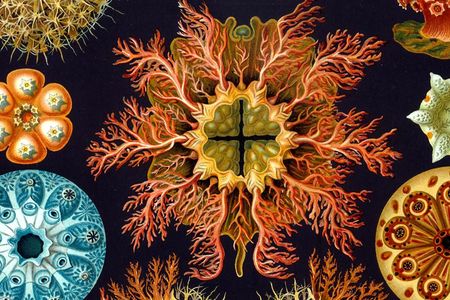 An engraving from German zoologist Ernst Haeckel's Kunstformen Der Natur, a 1904 book that celebrated the symmetry of nature
