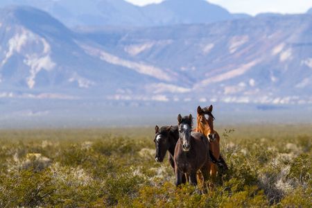 Wild horses in Death Valley, California.