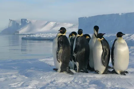 Emperor penguins standing on sea ice at the Brunt ice shelf in Antarctica.
