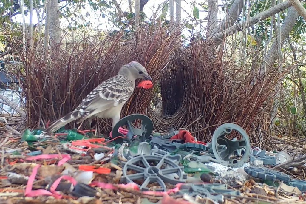 a bowerbird near their bower, surrounded by small trash