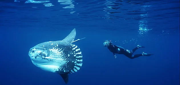 Ocean sunfish and Tierney Thys