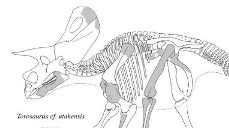 A composite reconstruction of Torosaurus utahensis, based upon the skull found by Gilmore, bones found in the Texas bonebed, and the form of Pentaceratops.