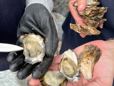 Researchers are investigating oyster &quot;blood&quot; as a potential new treatment for antimicrobial-resistant pathogens.