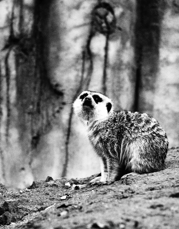 Staring at the mongoose thumbnail