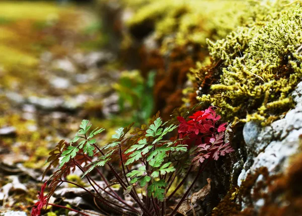 Tough Growth thumbnail