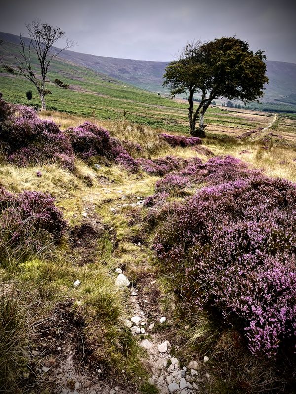 Purple Heather in full bloom on Mount Leinster Co Wexford Ireland thumbnail