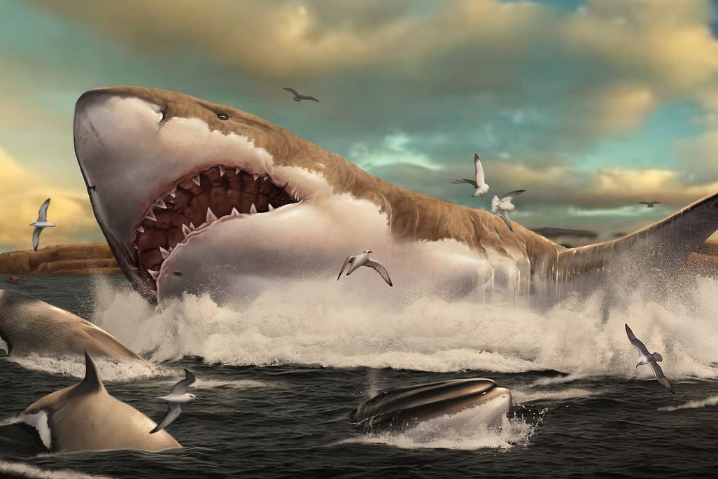 An illustration of a large shark coming out of the water