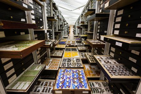 The National Museum of Natural History’s 146 million objects and specimens are studied by researchers worldwide who are looking to understand all aspects of the natural world. (Chip Clark, Smithsonian)