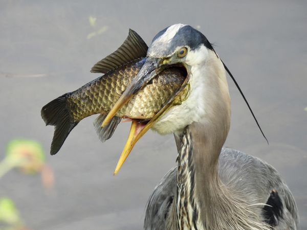 Catch of the Day thumbnail