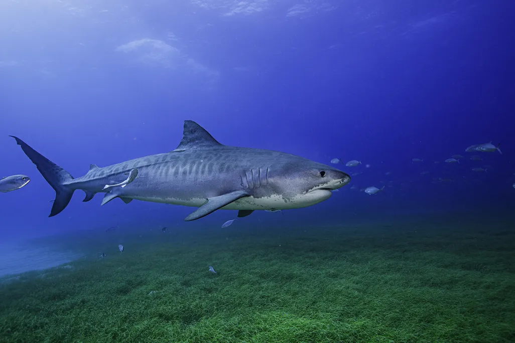 a shark swimming above seagrass