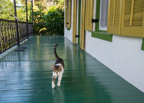 A polydactyl feline on patrol at Hemingway House in Key West thumbnail