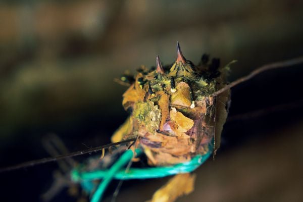 Two young Humming birds in their nest thumbnail