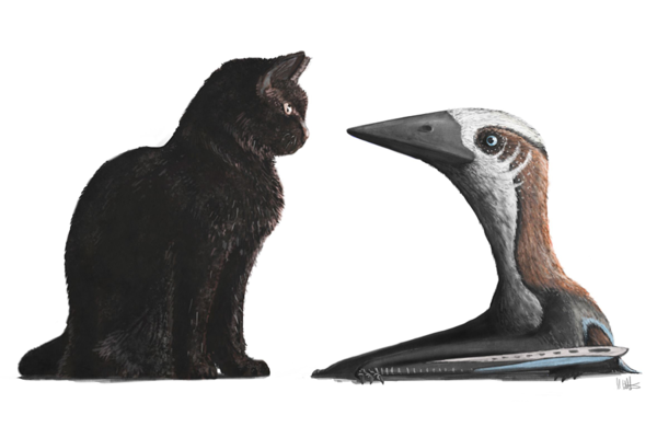 Pterosaur and Cat